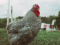 Autosuffisance alimentaire - Du rêve à la réalité