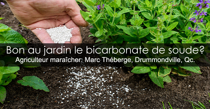 Bicarbonate de soude au jardin