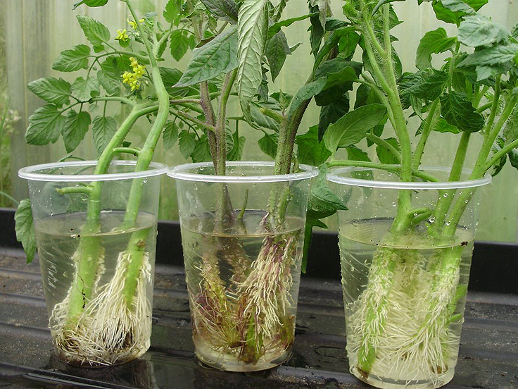 Boutures de tomates dans l'eau