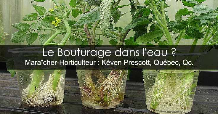 Boutures dans l'eau