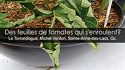 Feuilles de tomates qui s'enroulent