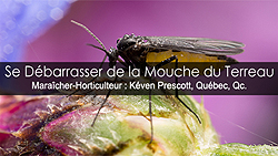 Mouche du terreau