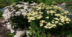 Achillea millefolium