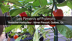 Poivrons et piments