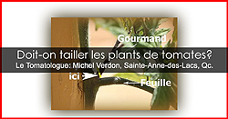 Tailler les plants de tomates