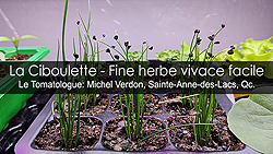 Ciboulette - Plante vivace fine herbe condimentaire facile à cultiver