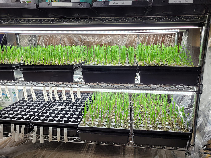 Table de semis et plateaux de culture