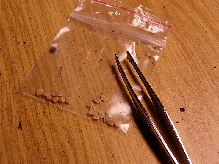 Conditionnement des graines