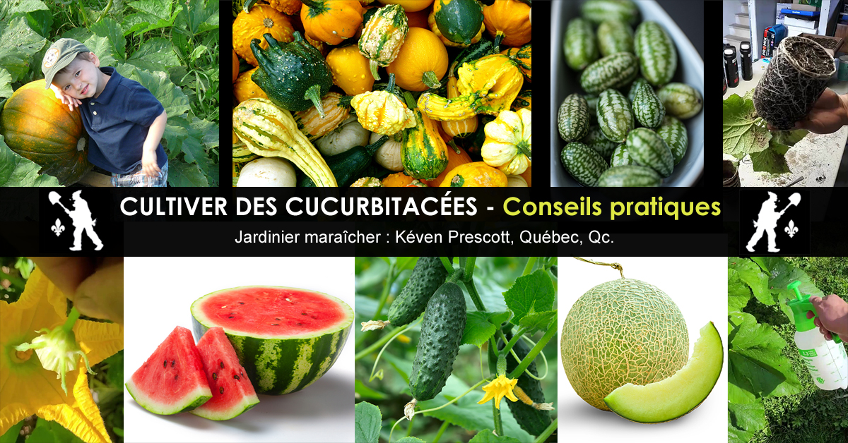 Cucurbitacées