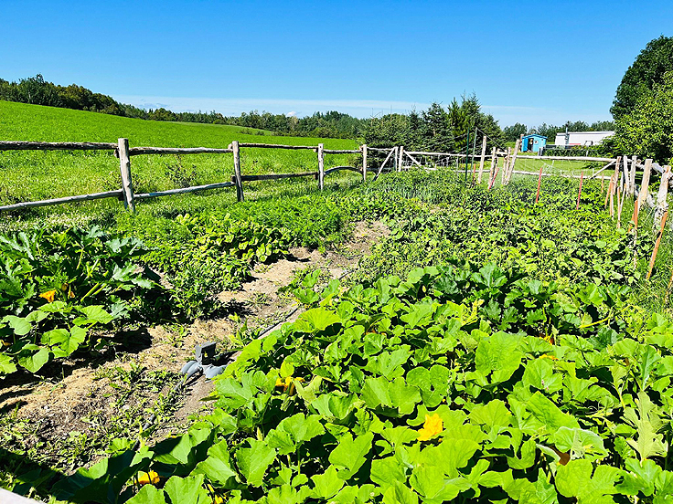 Plants de courges