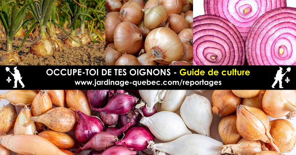Oignons