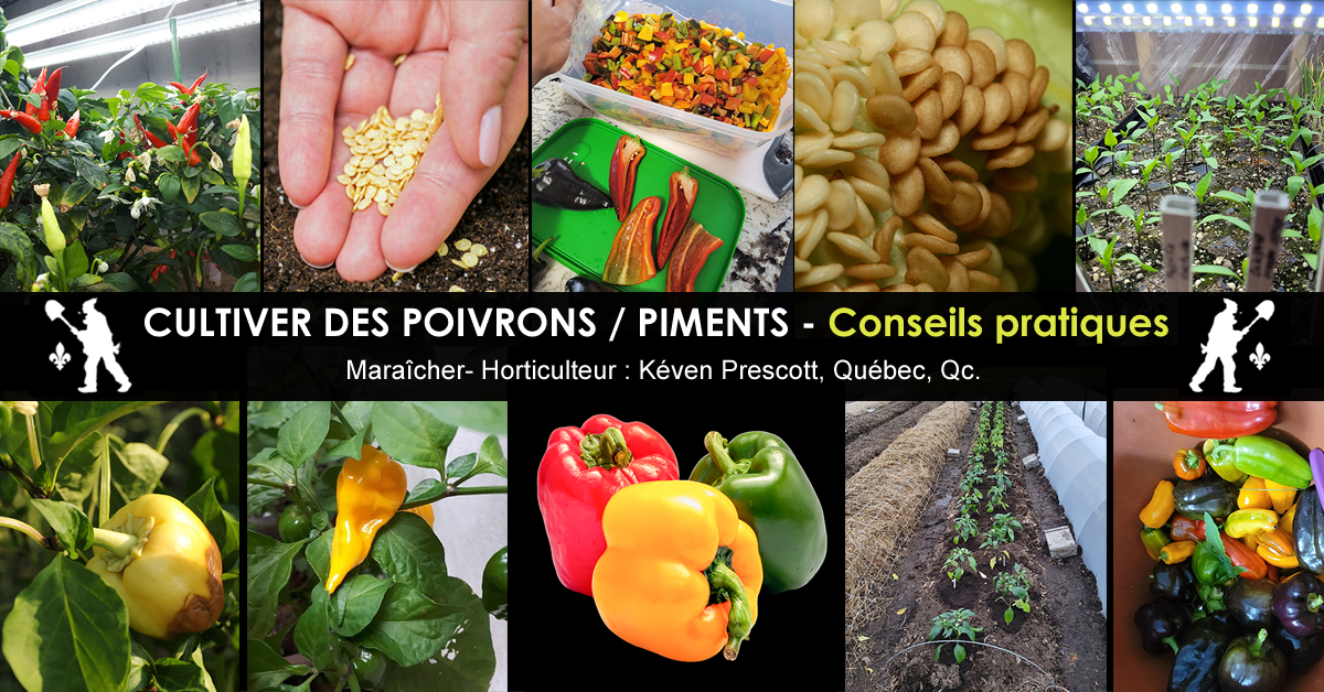 Poivrons ou piments