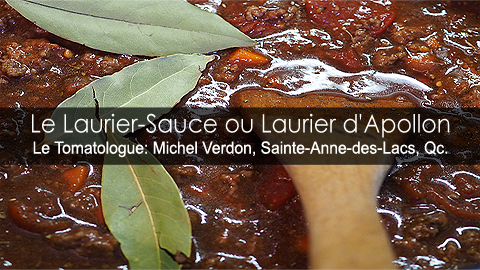 Le Laurier sauce