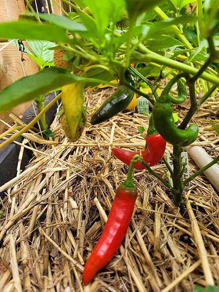 Plant de piments