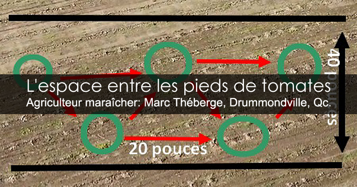 Distance entre les tomates