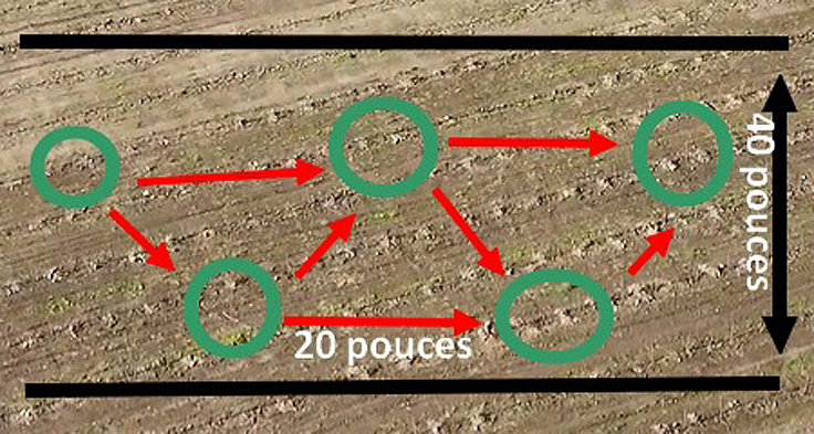 Tomates - Distance de plantation