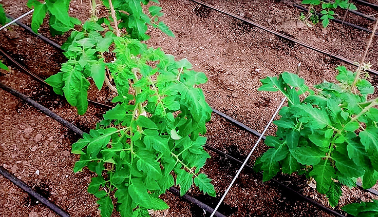 Pieds de tomates en serre