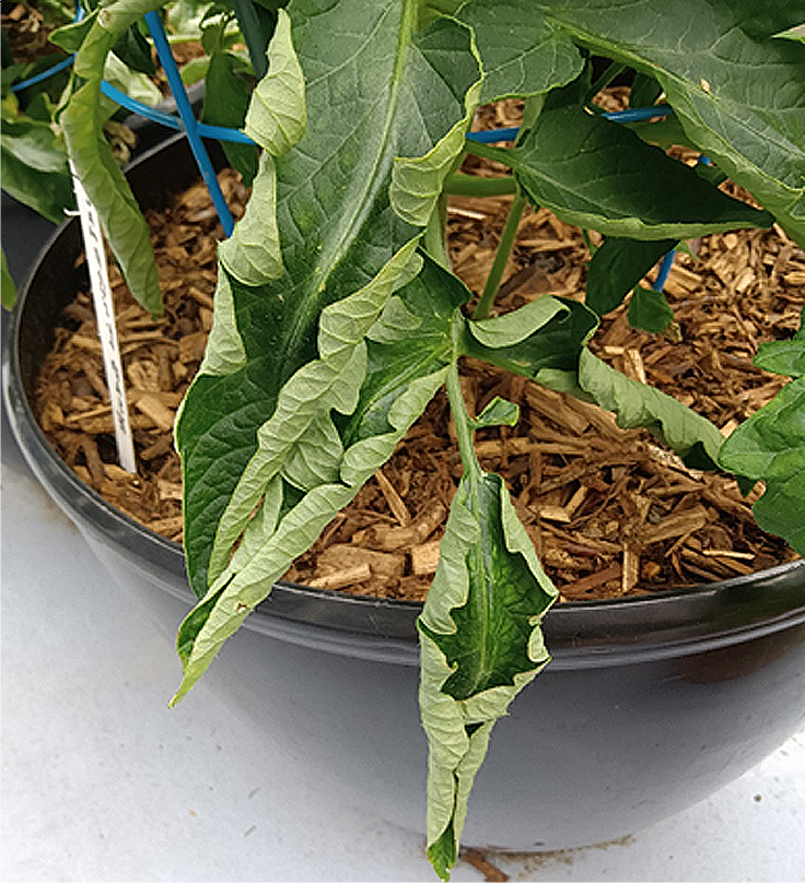 Feuilles de tomates qui s'enroulent