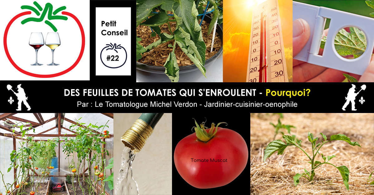 Pourquoi les feuilles de tomates s'enroulent