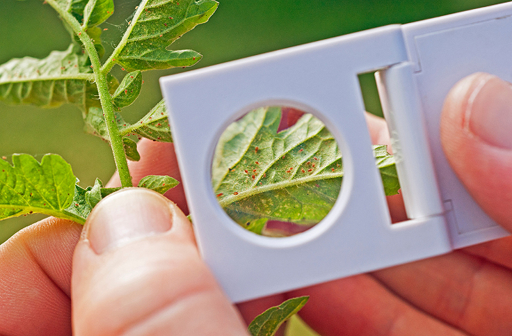 Des tétranyques sur les feuilles de tomates