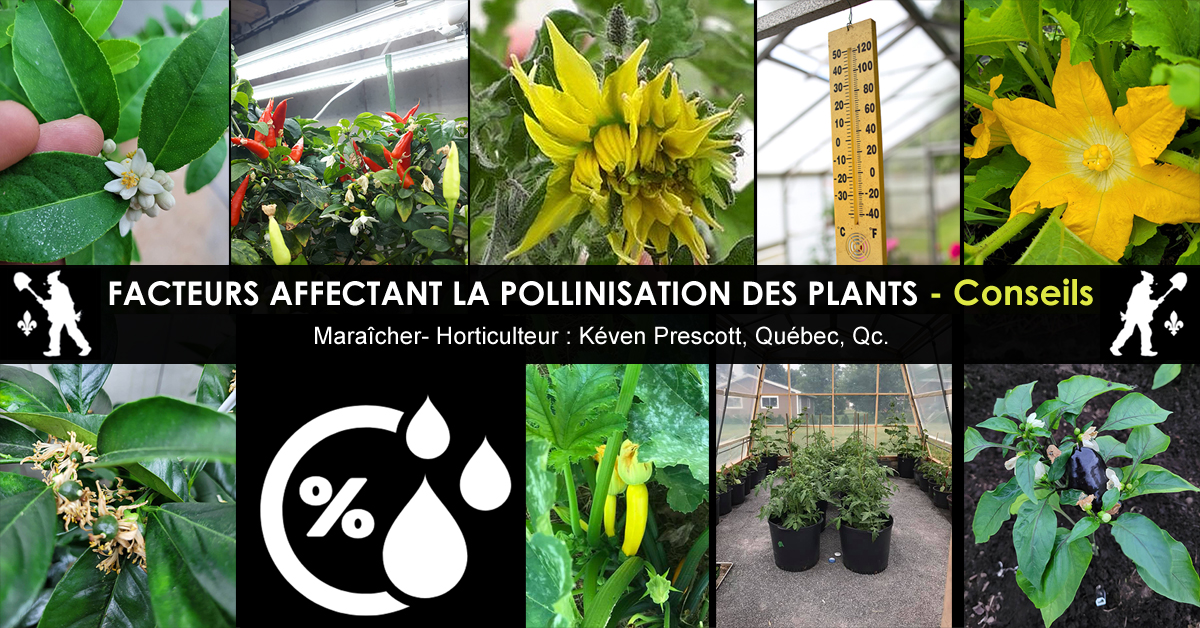 Pollinisation