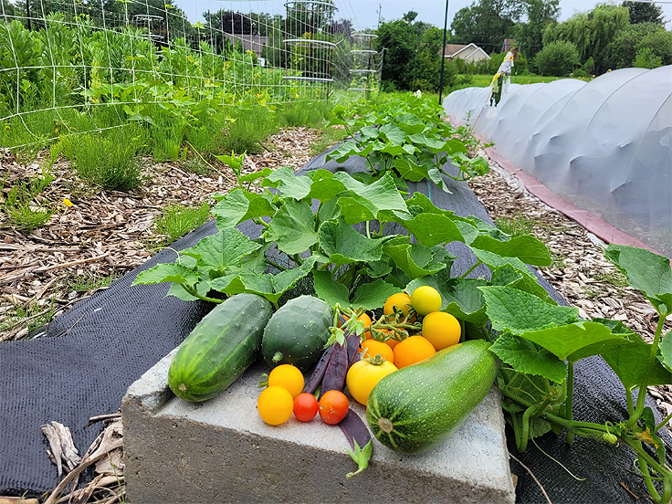 Récolte des légumes