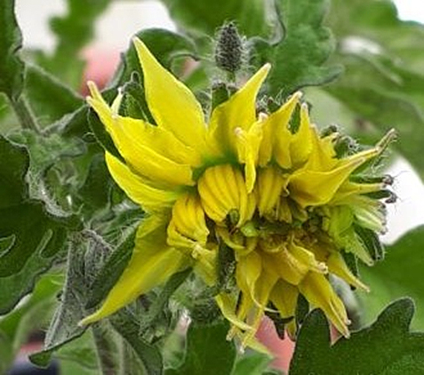 fleurs tête de chat