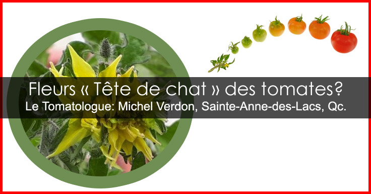 Fleurs tête de chat