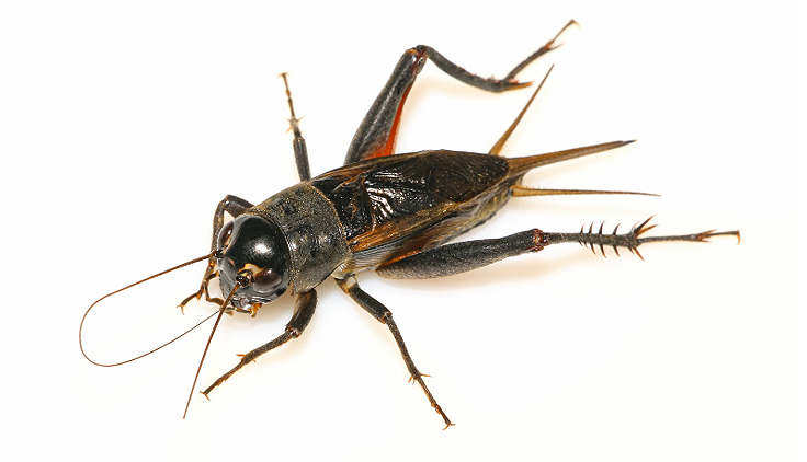 Fumier de grillon