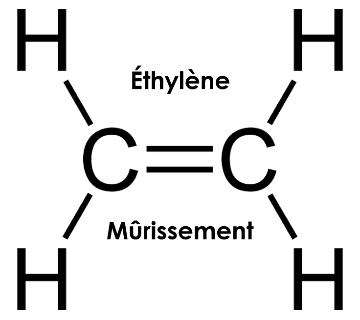 Éthylène