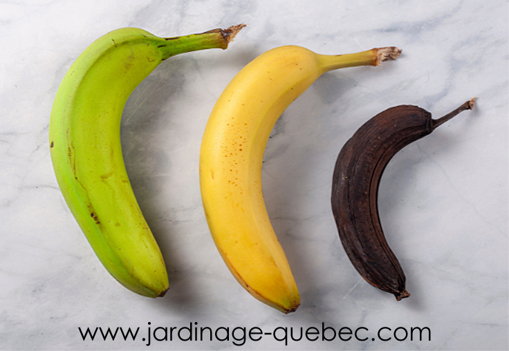 Mûrissement banane