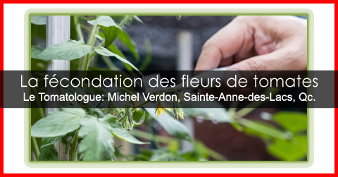 Fécondation des fleurs des tomates
