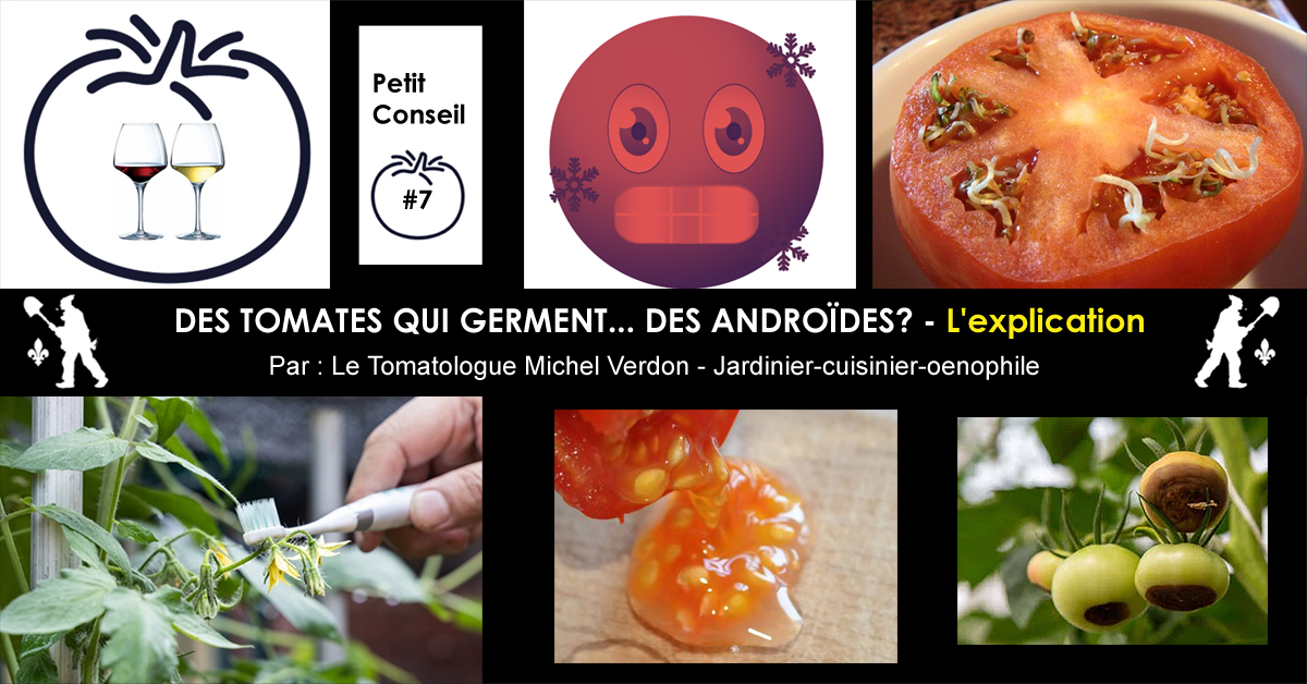 Graines de tomates qui germent