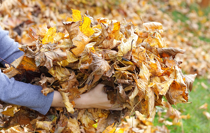 Ramasser les feuilles mortes