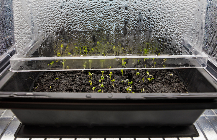 Humidité et germination