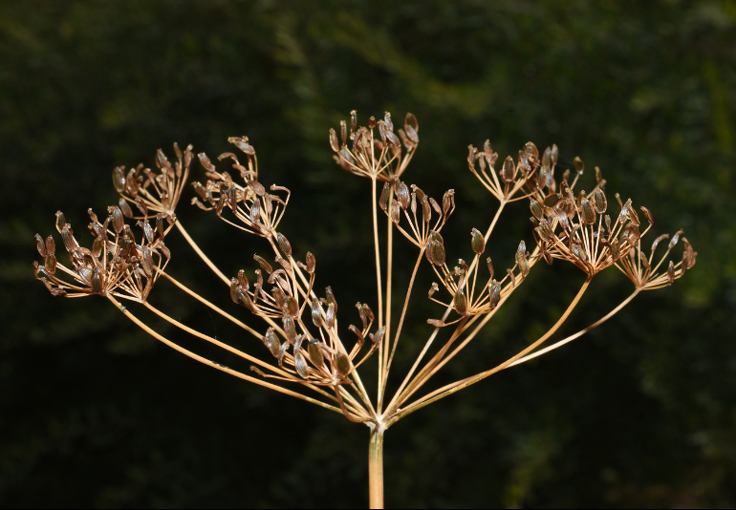 Fleur en ombrelle de la Livèche
