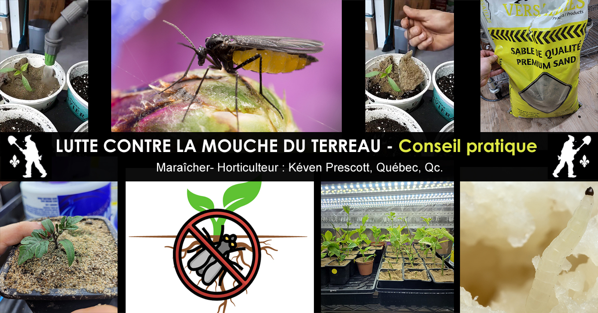 Mouche du terreau