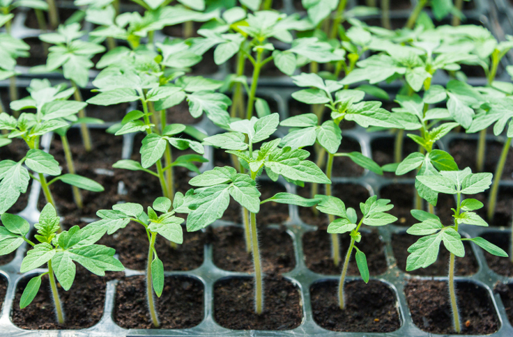 Tomates en multicellules