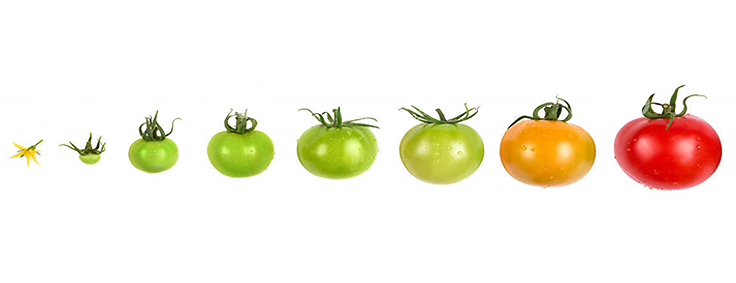 Tomates étapes de mûrissement