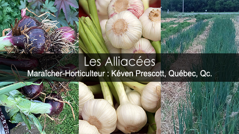 Alliacées