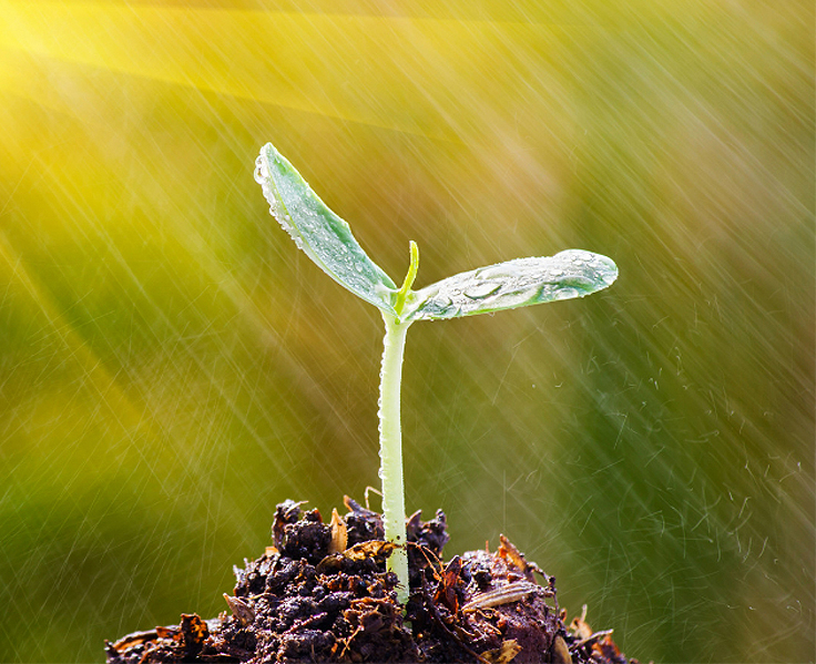 Germination des graines