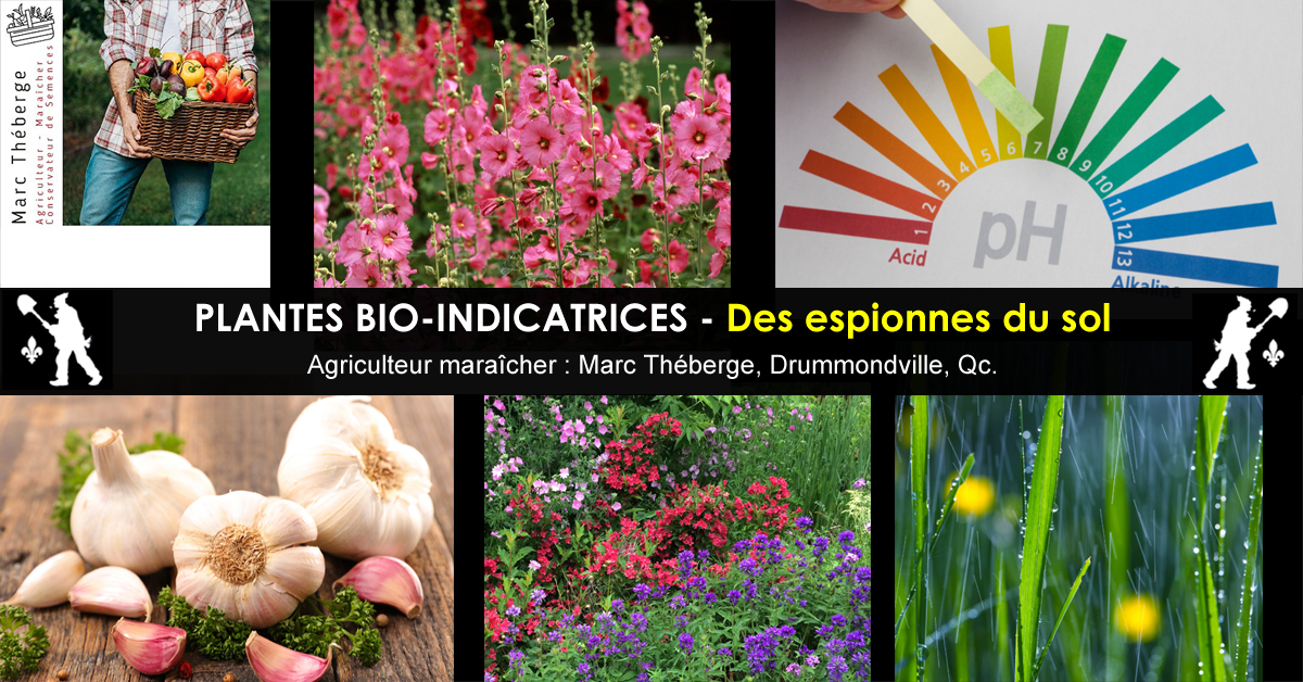 Plantes bio-indicatrices