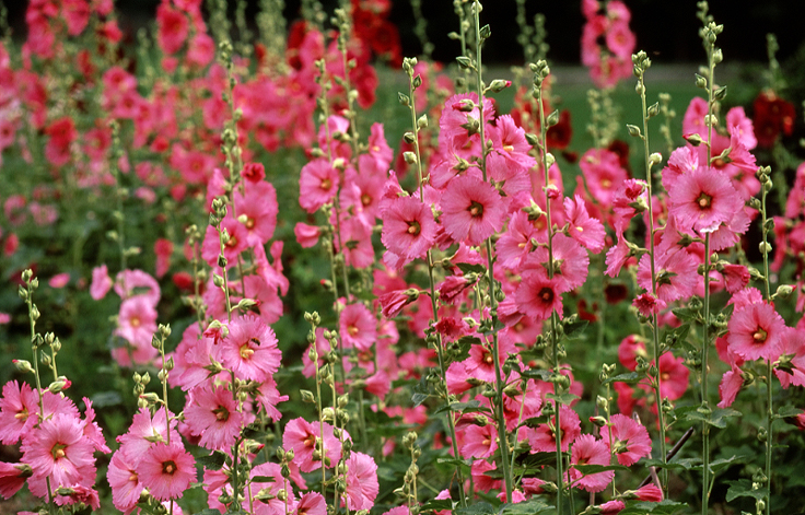 Roses trémières