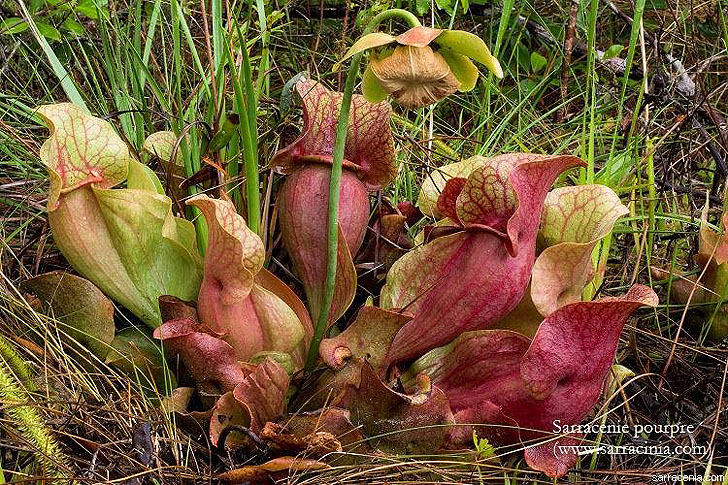 Les plantes Carnivores du Québec - La Sarracénie - Plantes des tourbières - Plantes insectivores - Sarracénie pourpre