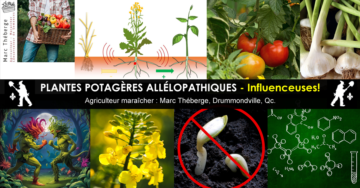 Plantes potagères allélopathiques
