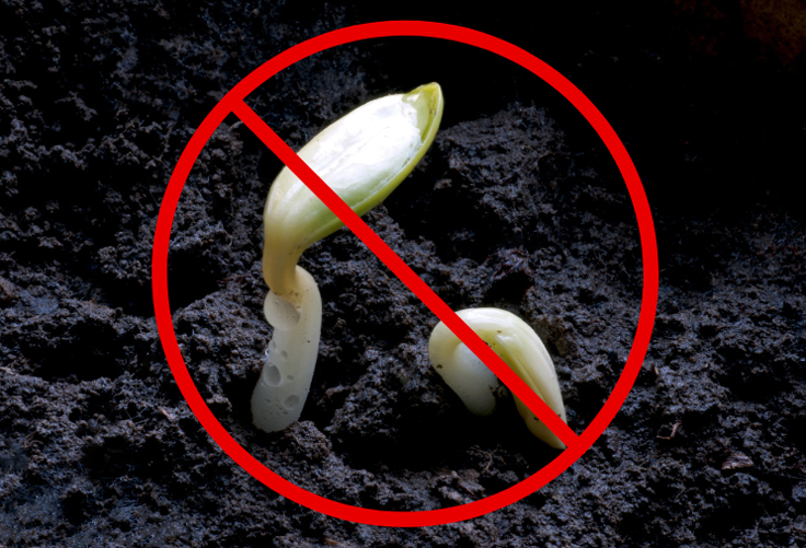 Inhibition de la germination par certaines plantes allélopathiques