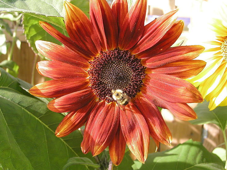 Tournesol Red Sun