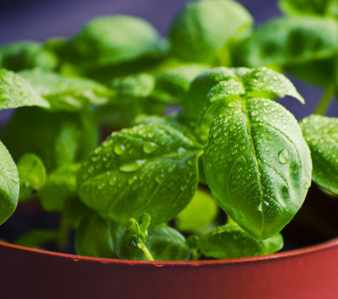Basilic – Repousse les moustiques, les mouches et les mouches blanches