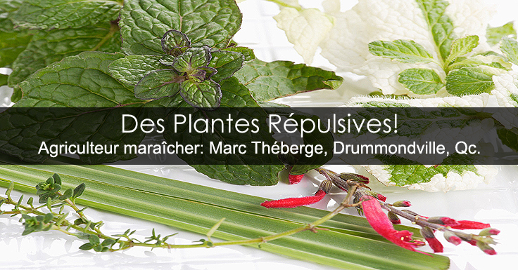 Plantes répulsives