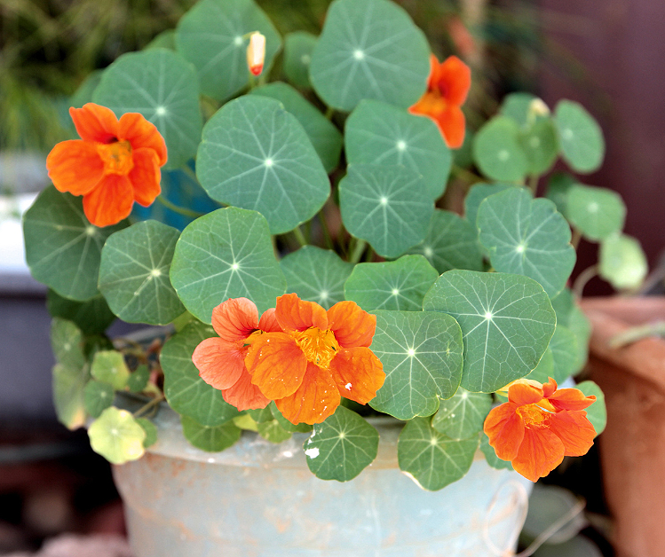 Capucine – Repousse les pucerons, les fourmis et les limaces